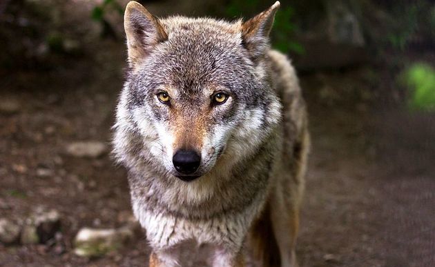 Wolf / pixabay / CC0 License