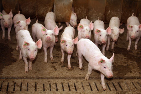 A group of piglets inside their stall / Erwin Wodicka - BilderBox.com Eine Gruppe Ferkel in ihrem Stall schauen neugierig