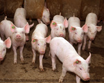 Eine Gruppe Ferkel in ihrem Stall schauen neugierig