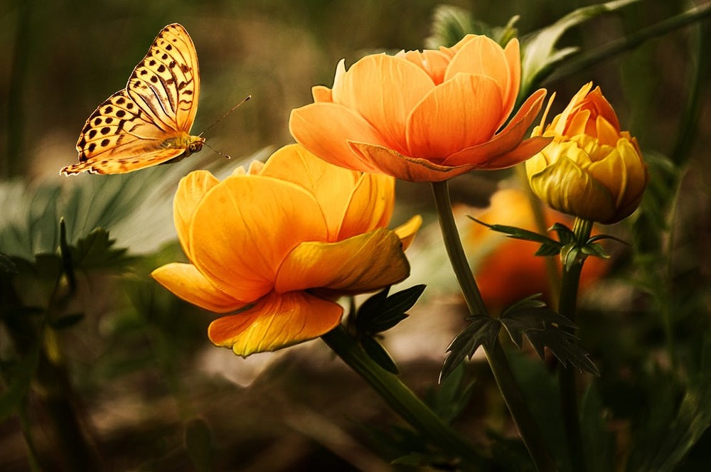 Schöpfung / pixabay via pexels.com / CC0 License