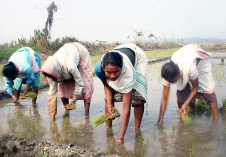 Reisanbau in Indien