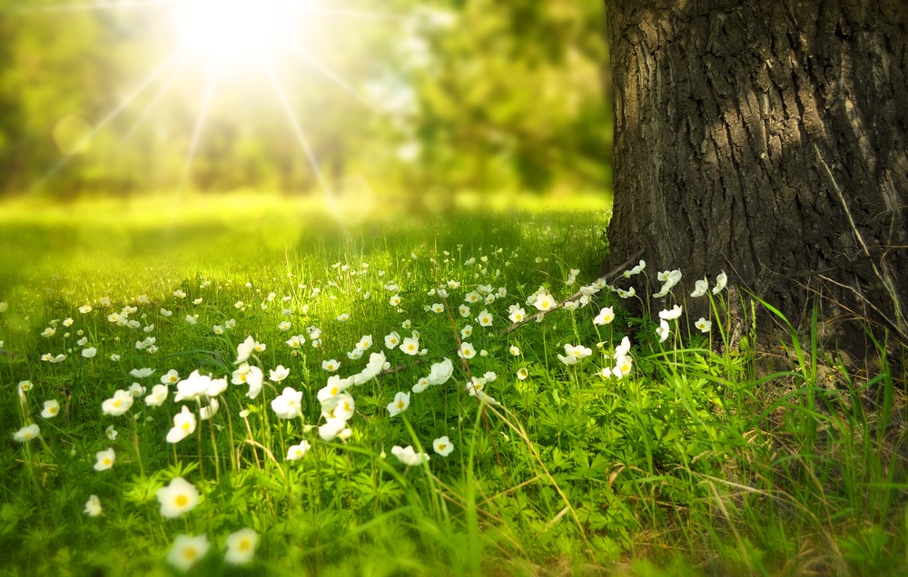 Natur / pixabay via pexels.com / CC0 License