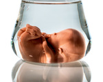 Modell eines Embryos in einem Laborglas. Symbolfoto für Schwangerschaft durch künstliche Befruchtung. Abtreibung und Genmanipulation