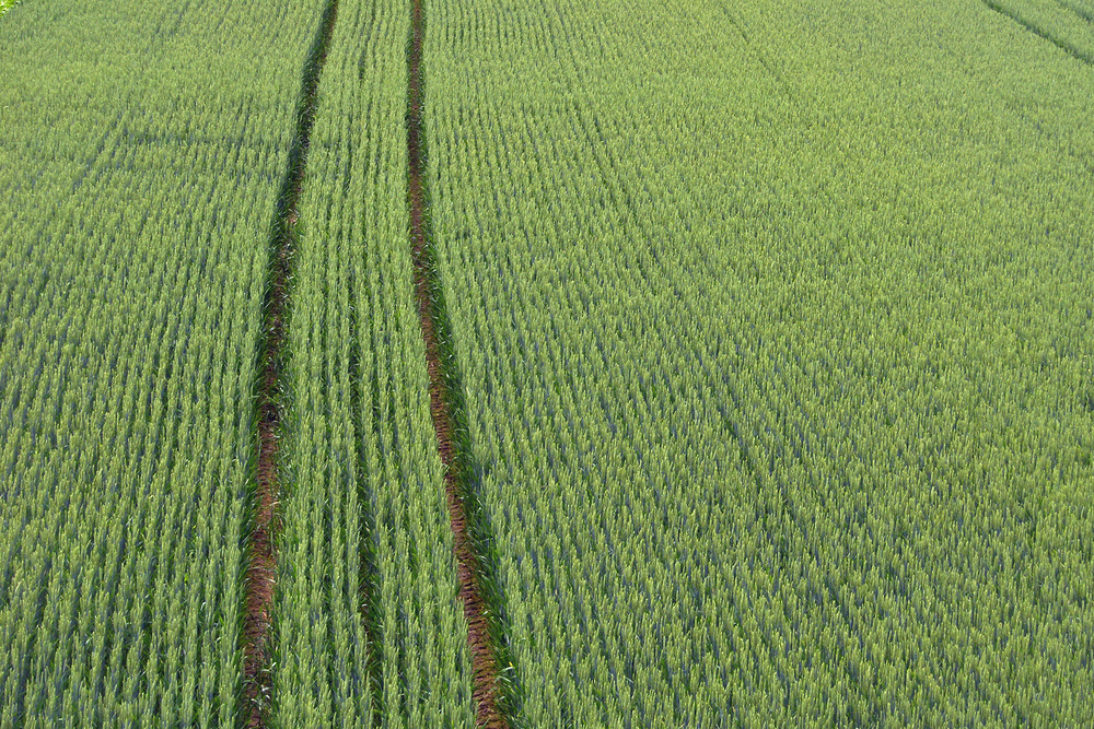 Spuren im Getreidefeld - grain field / www.BilderBox.com