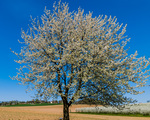 Ein blühender Obstbaum im Frühling. Vor blauem Himmel