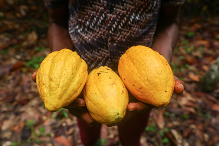 Ripe Cocoa pods in a cocoa farm in the Ahafo Region of Ghana on October 10, 2024.