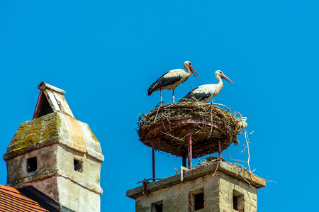Ein Storchennest auf einem Achornstein in Rust. Burgenland, ?sterreich